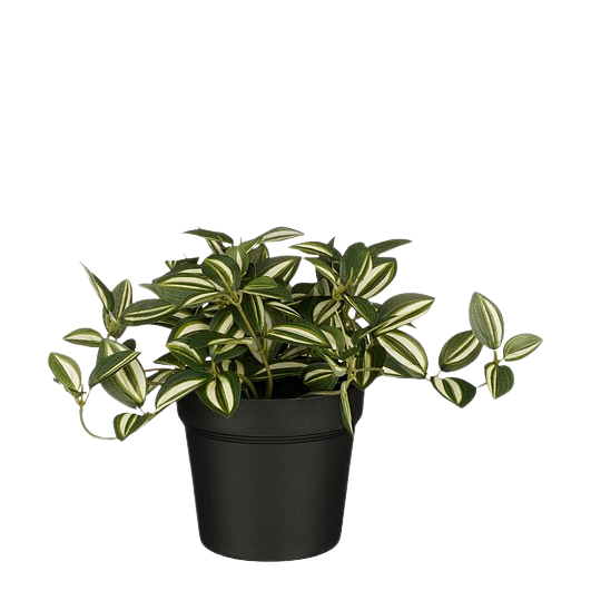 Ausgewählt von | Tradescantia im Topf, grün, 16 cm