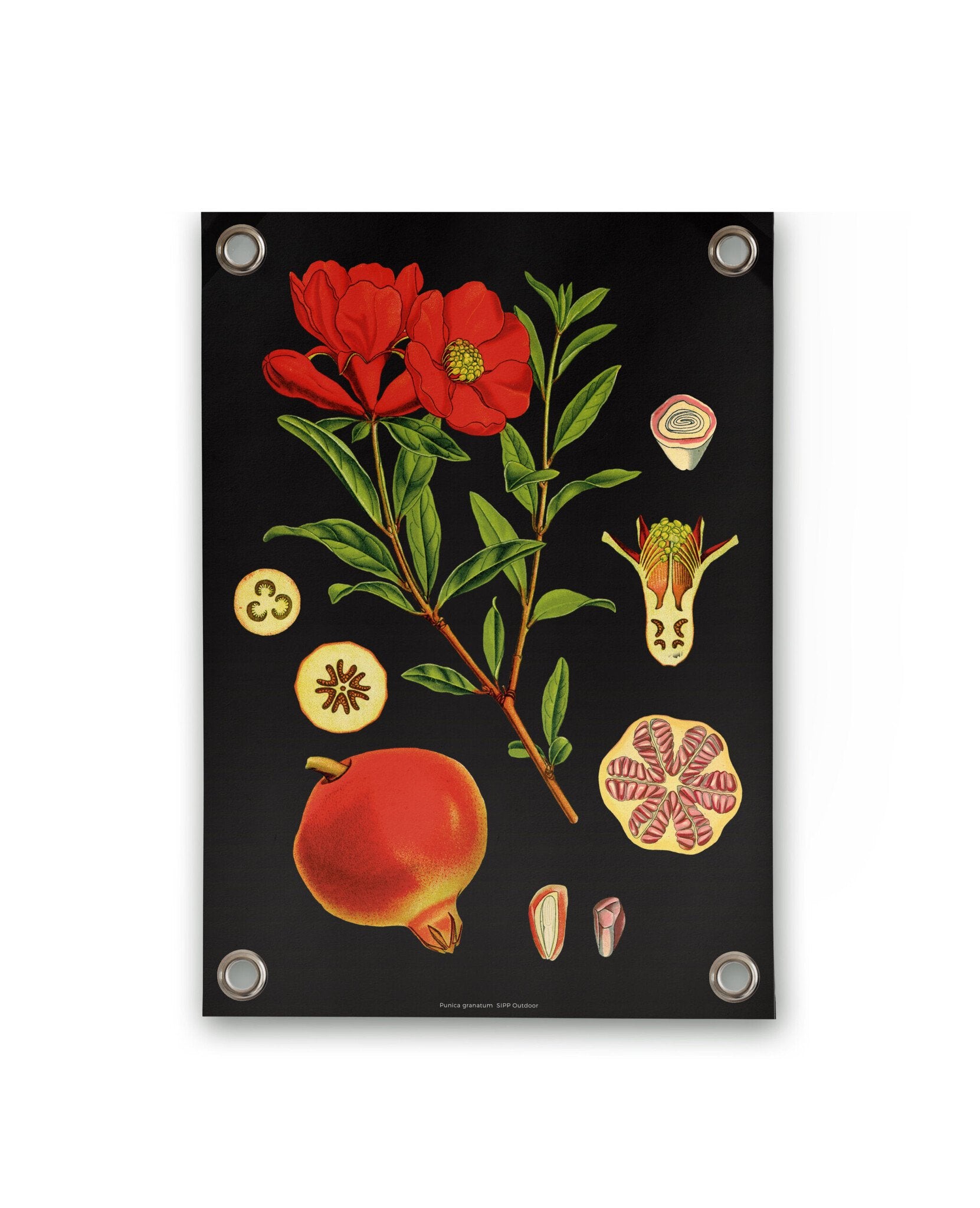 VM | Gartenposter botanischer Granatapfel