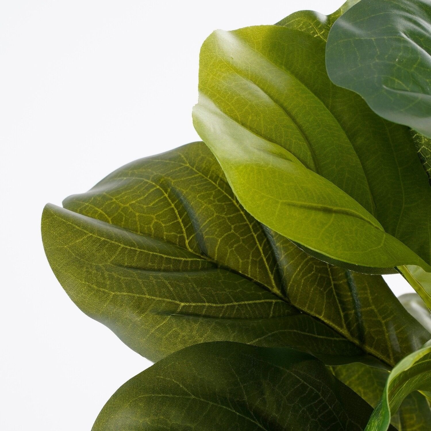 Selected by | Ficus Lyrata in pot 45cm