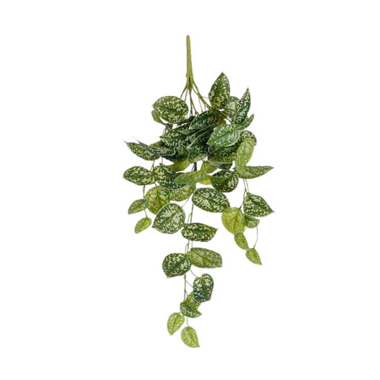 Selected by | Scindapsus hangend groen 65cm