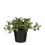 Selected by | Tradescantia in pot groen 16cm