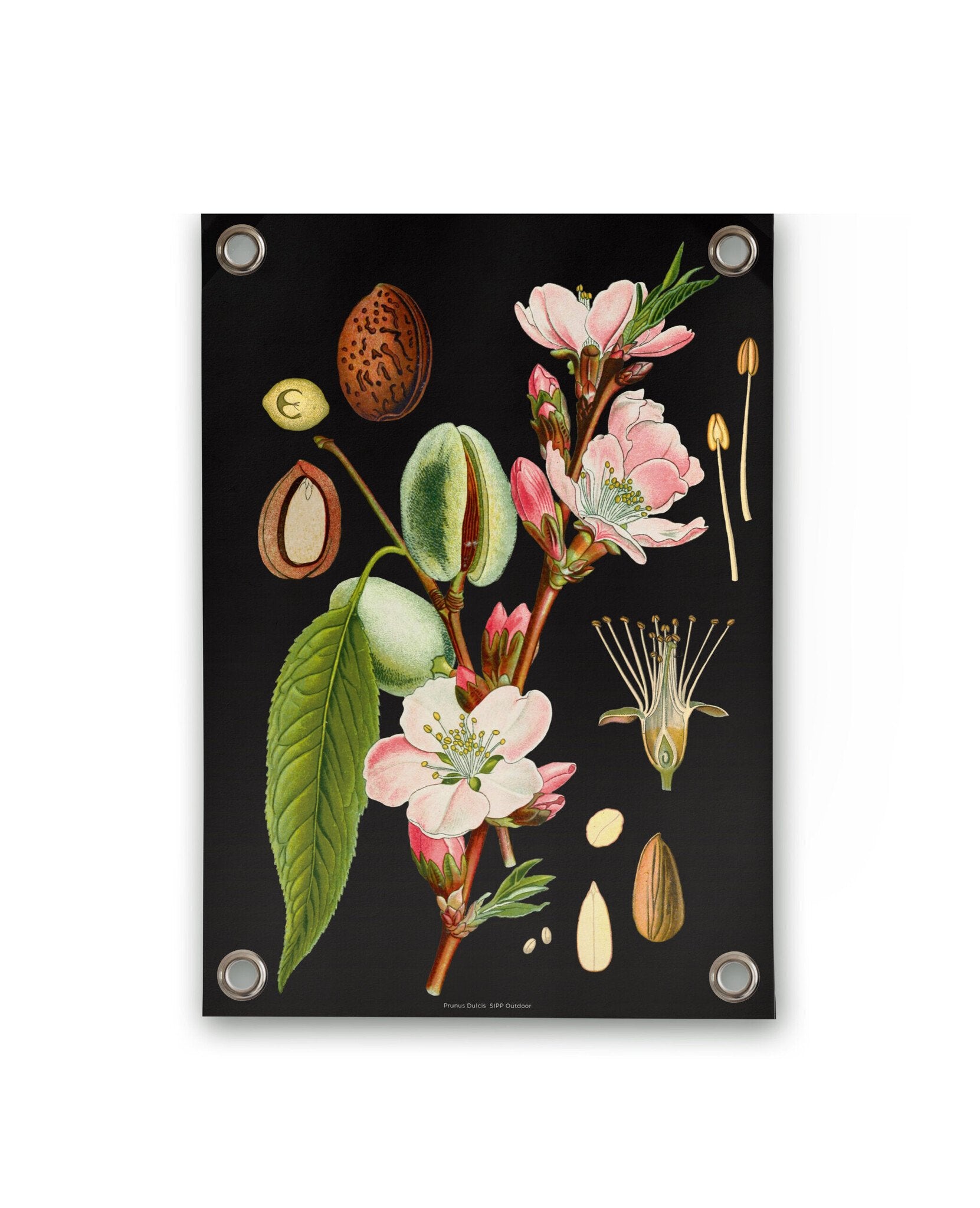 VM | Gartenposter botanische Mandel