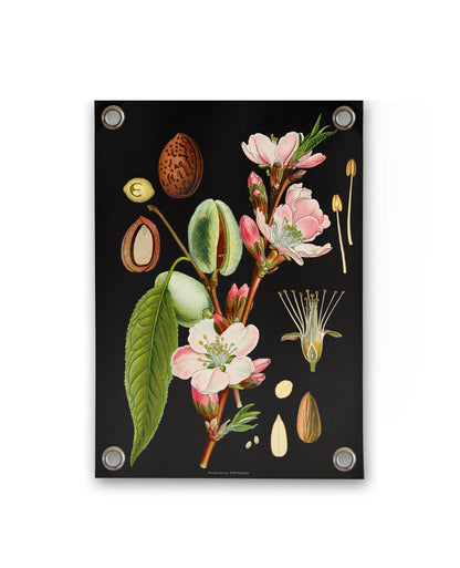 VM | Tuinposter botanisch amandel