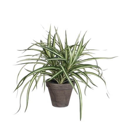 Selected by | Dracaena in pot 40cm