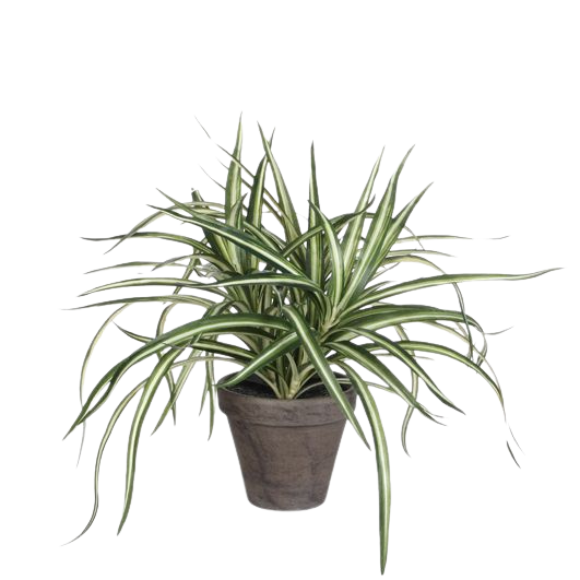 Selected by | Dracaena in pot 40cm