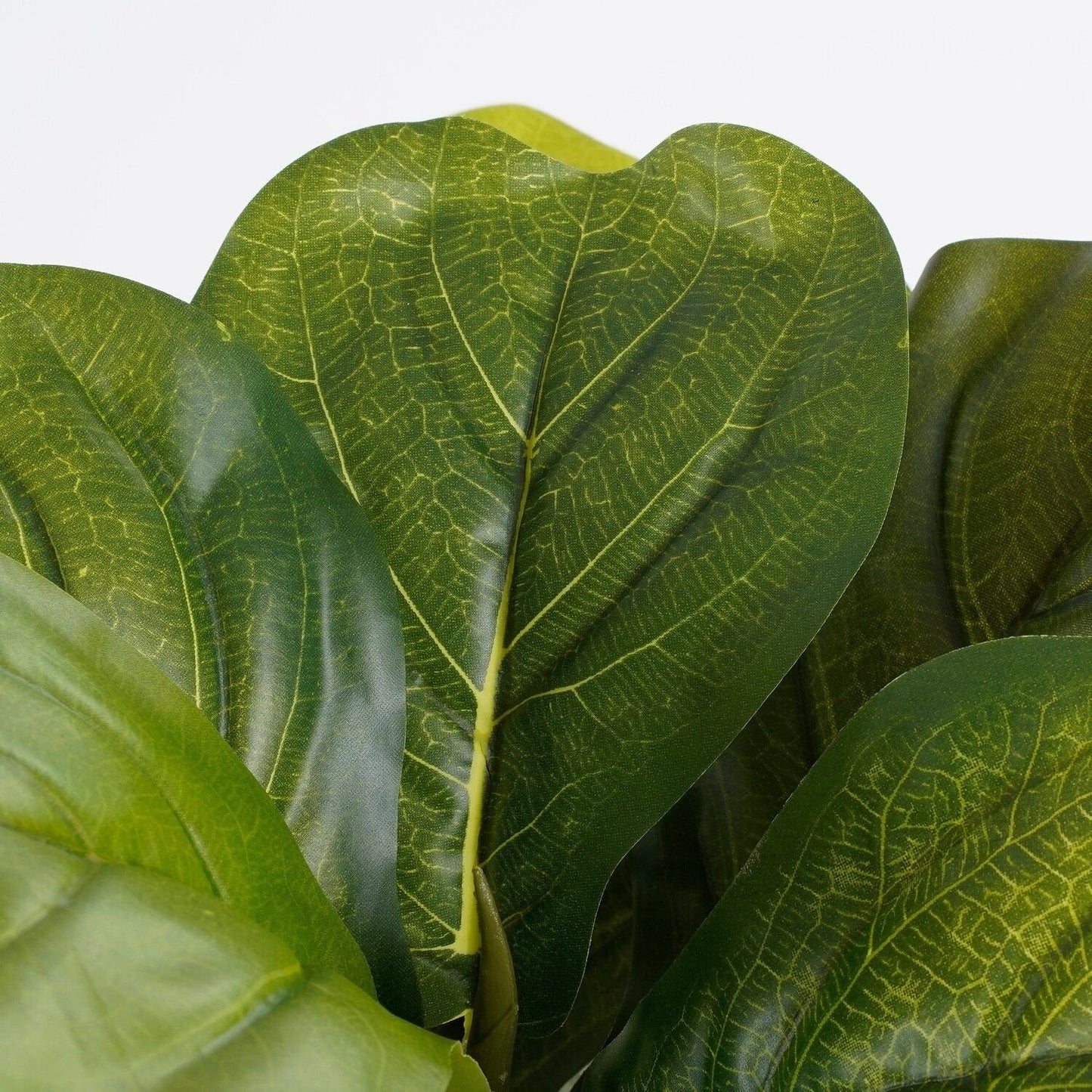 Selected by | Ficus Lyrata in pot 45cm