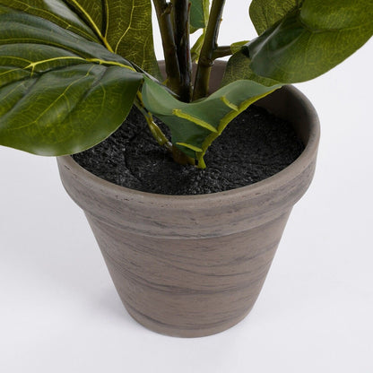 Selected by | Ficus Lyrata in pot 45cm