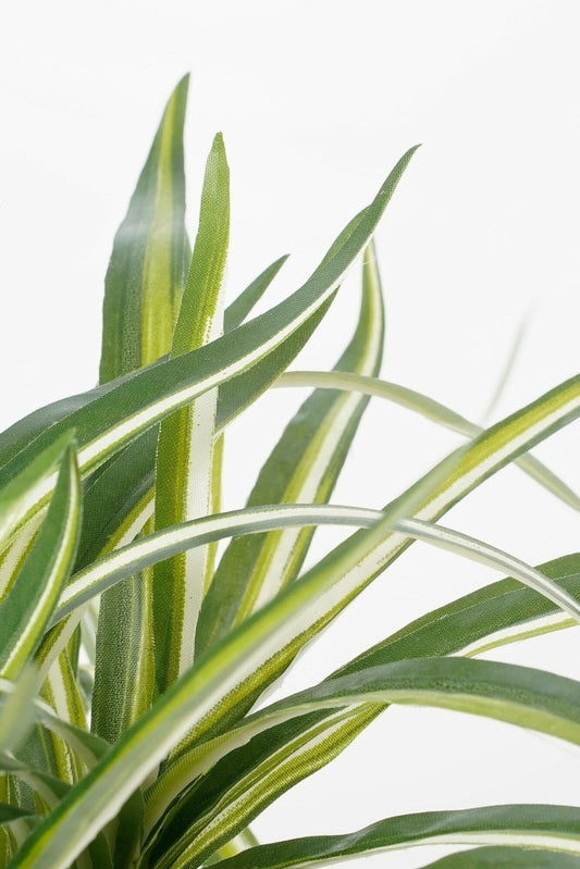 Selected by | Dracaena in pot 40cm