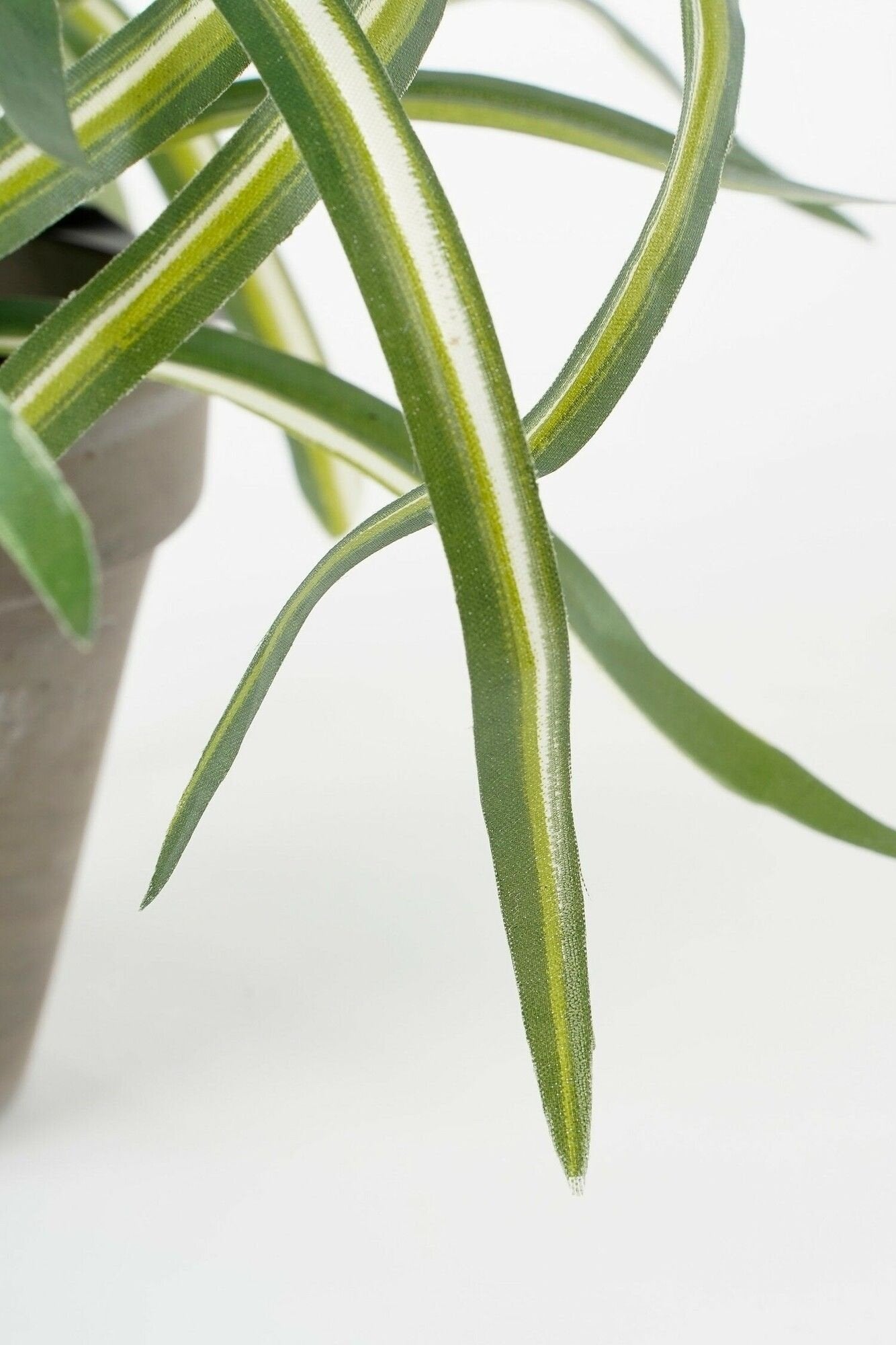 Selected by | Dracaena in pot 40cm