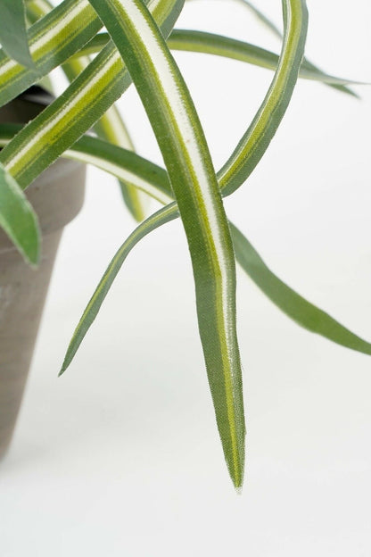 Selected by | Dracaena in pot 40cm