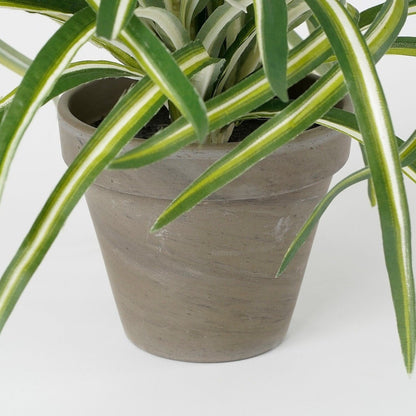 Selected by | Dracaena in pot 40cm