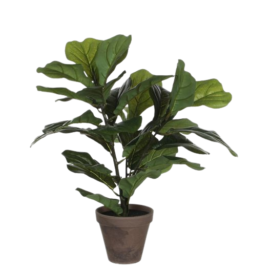 Selected by | Ficus Lyrata in pot 45cm