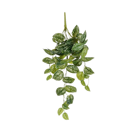 Selected by | Scindapsus hangend groen 65cm