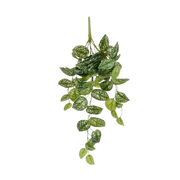 Selected by | Scindapsus hangend groen 65cm