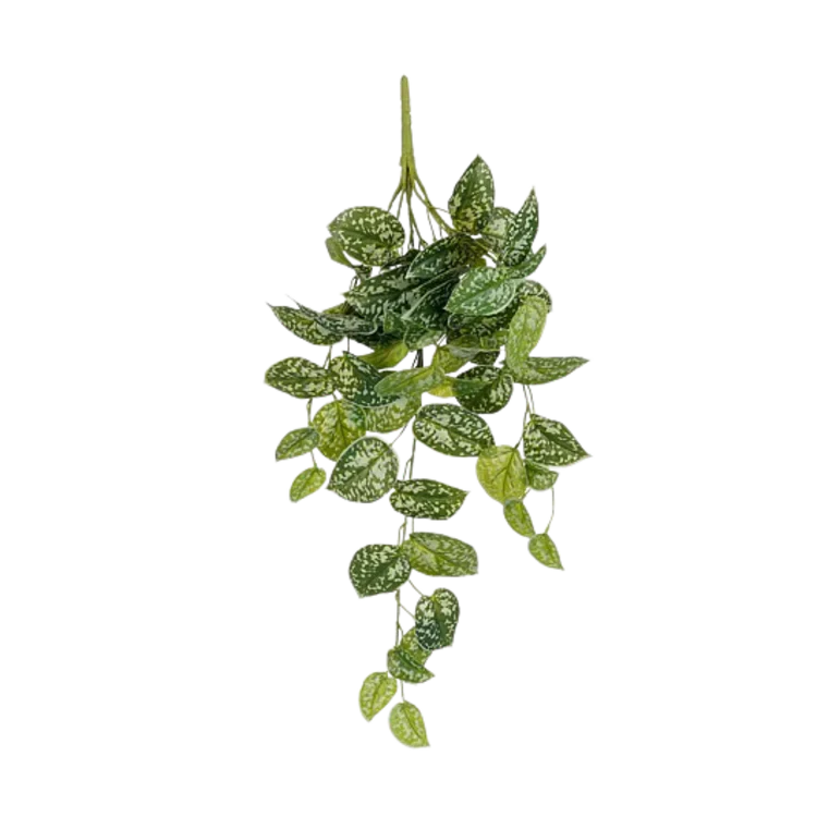 Ausgewählt von | Scindapsus Hängepflanze, grün, 65 cm
