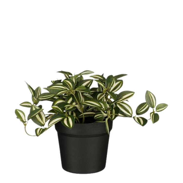 Selected by | Tradescantia in pot groen 16cm