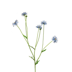 Zijdebloem Centaurea Madelon blue